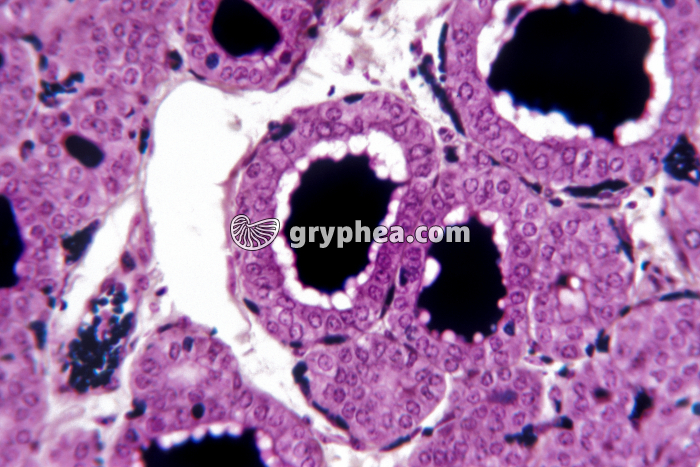 Thyroïde x200 - gryphea.com